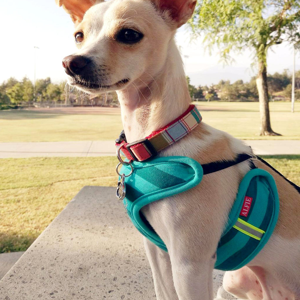 Alixis Step-in Harness and Leash Set