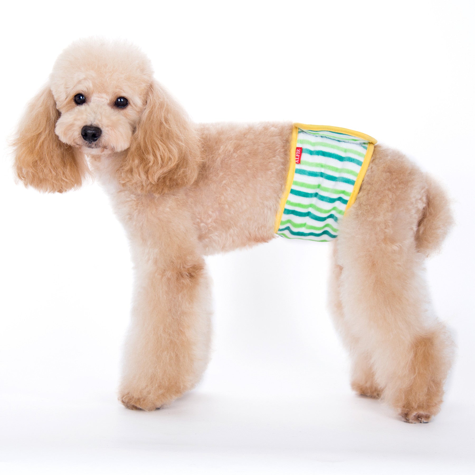 Gaki Belly Band Yellow