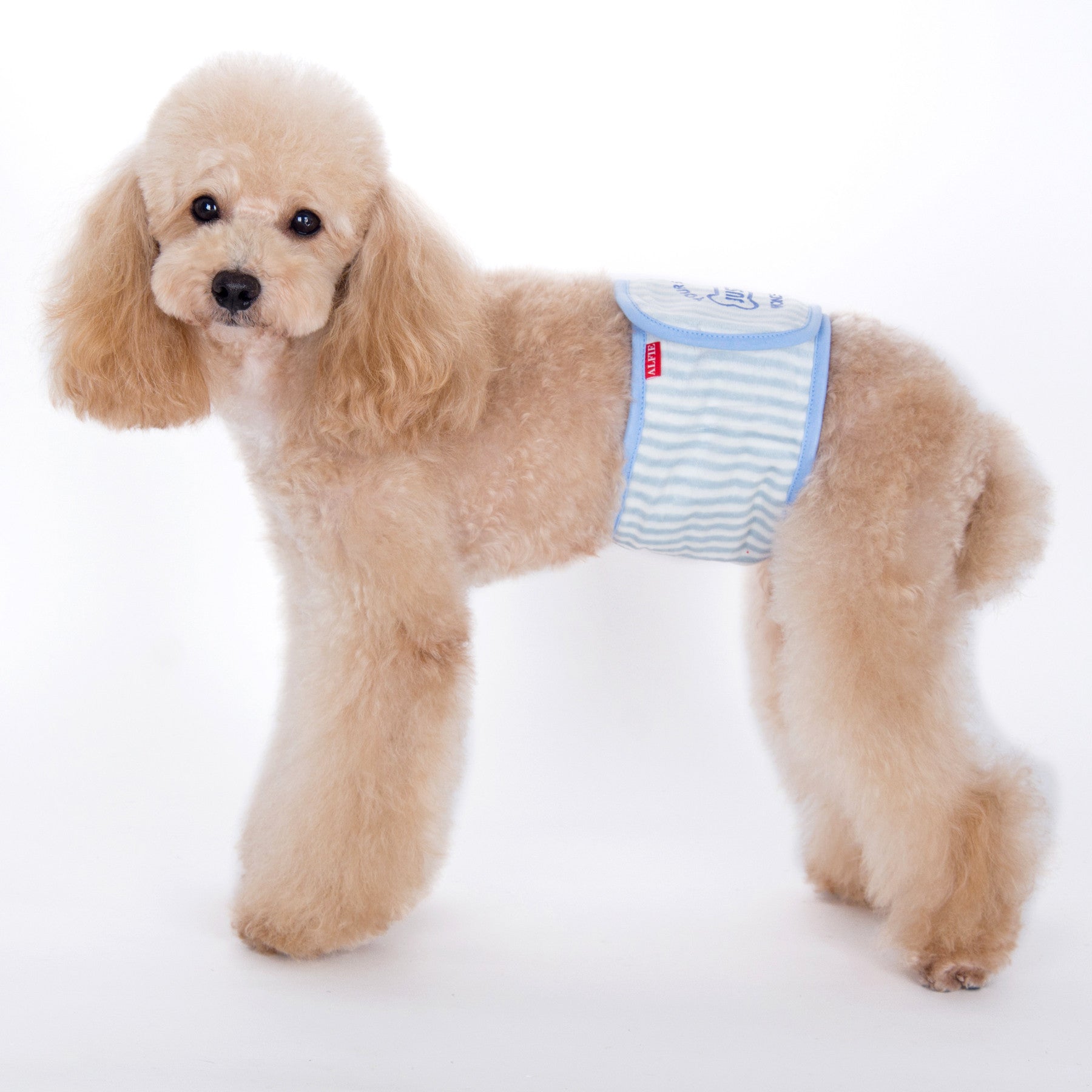 Gaki Belly Band Light Blue