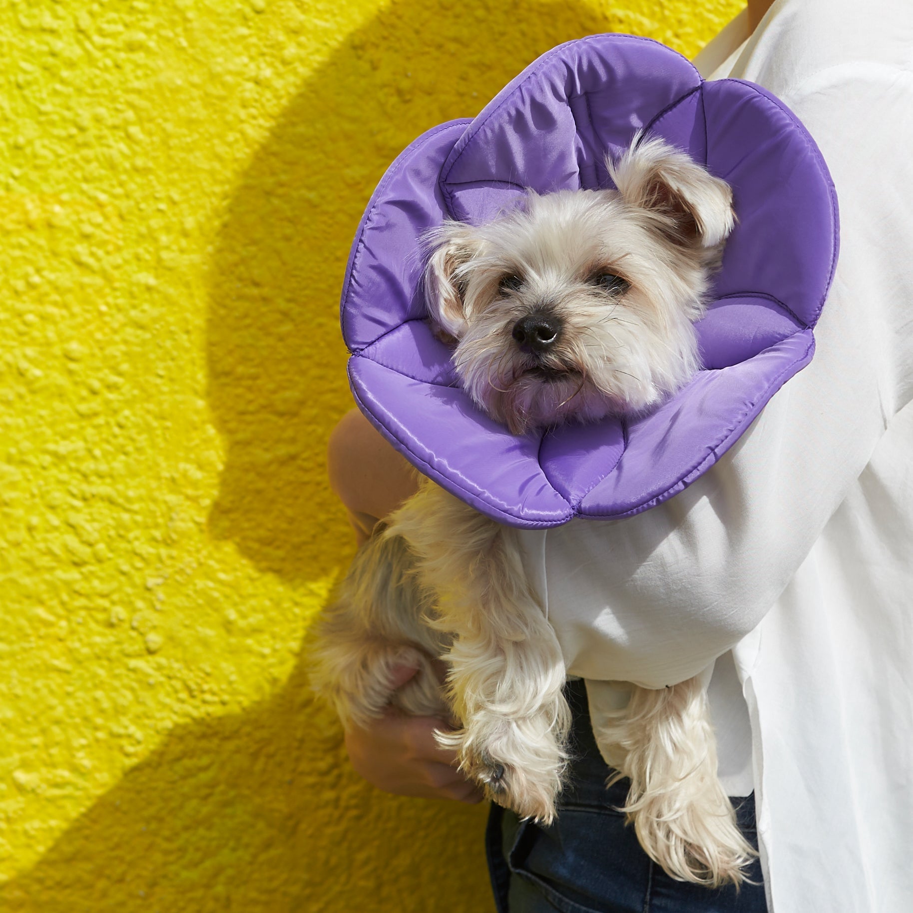 Kora Recovery Collar Purple