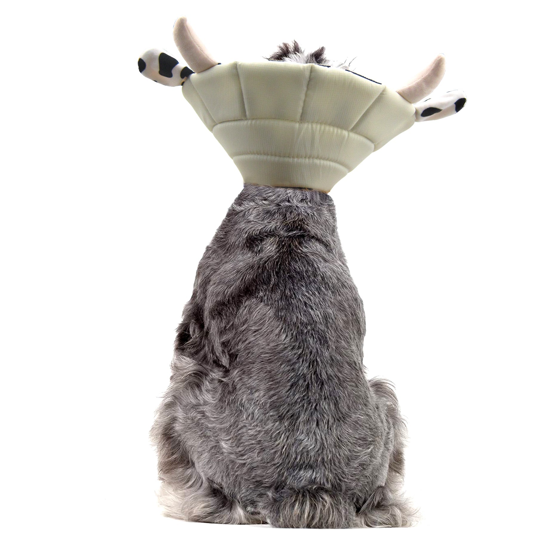 Noah Cow Recovery Collar