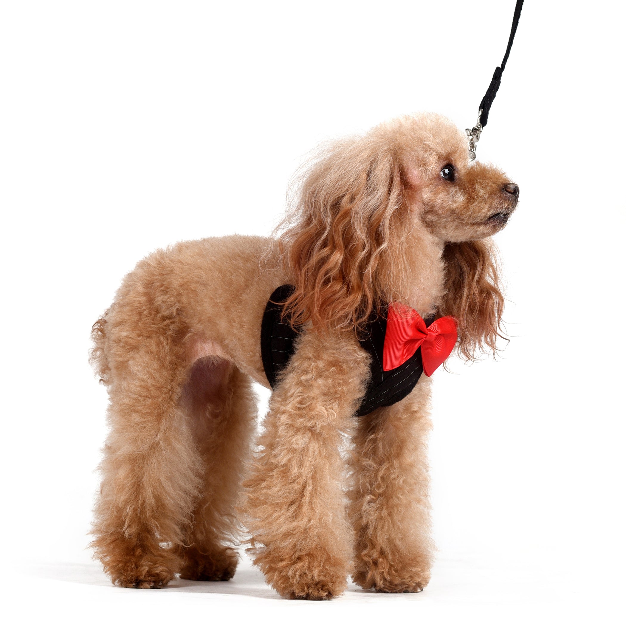 Oliver Step-in Harness and Leash Set