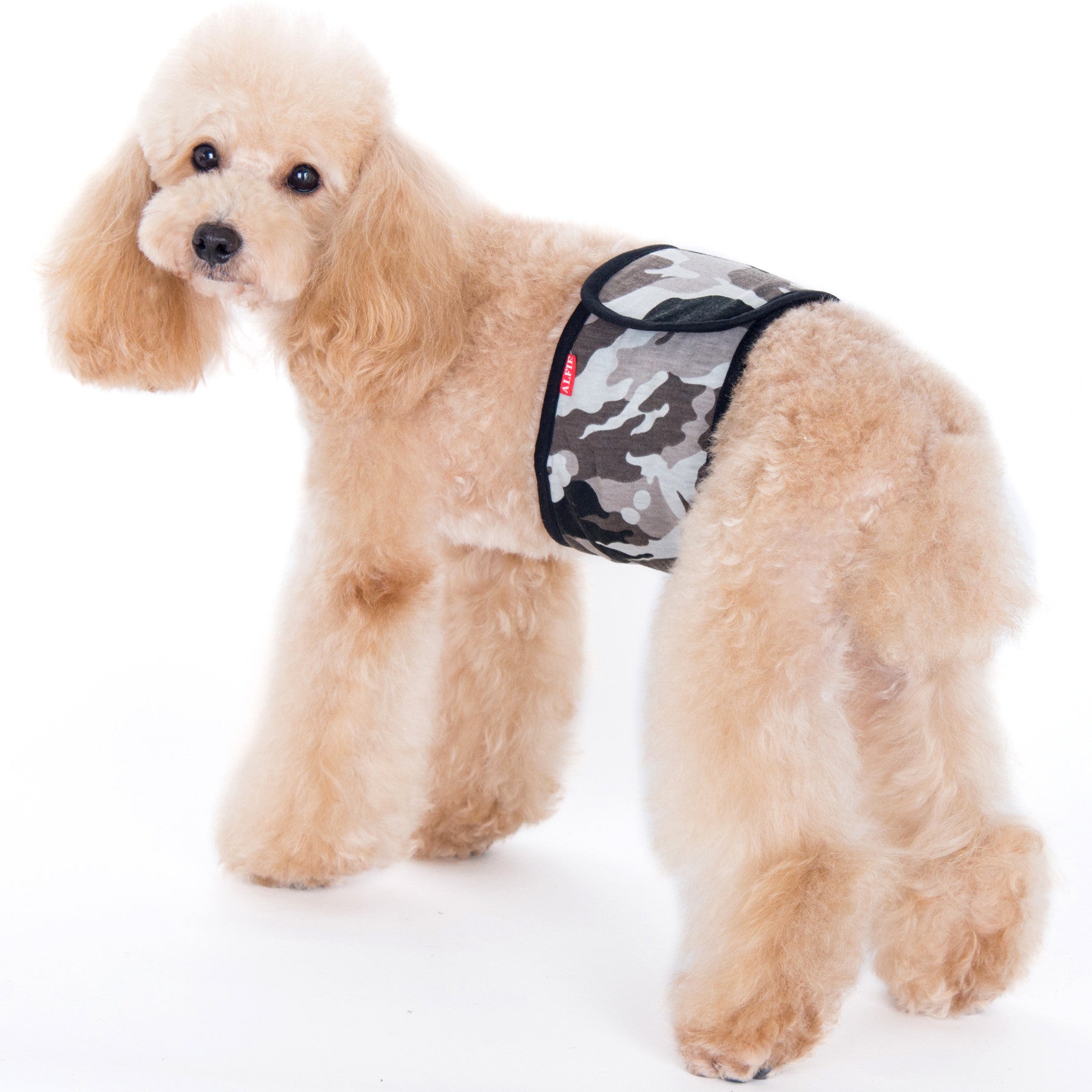 Tad Belly Band Black