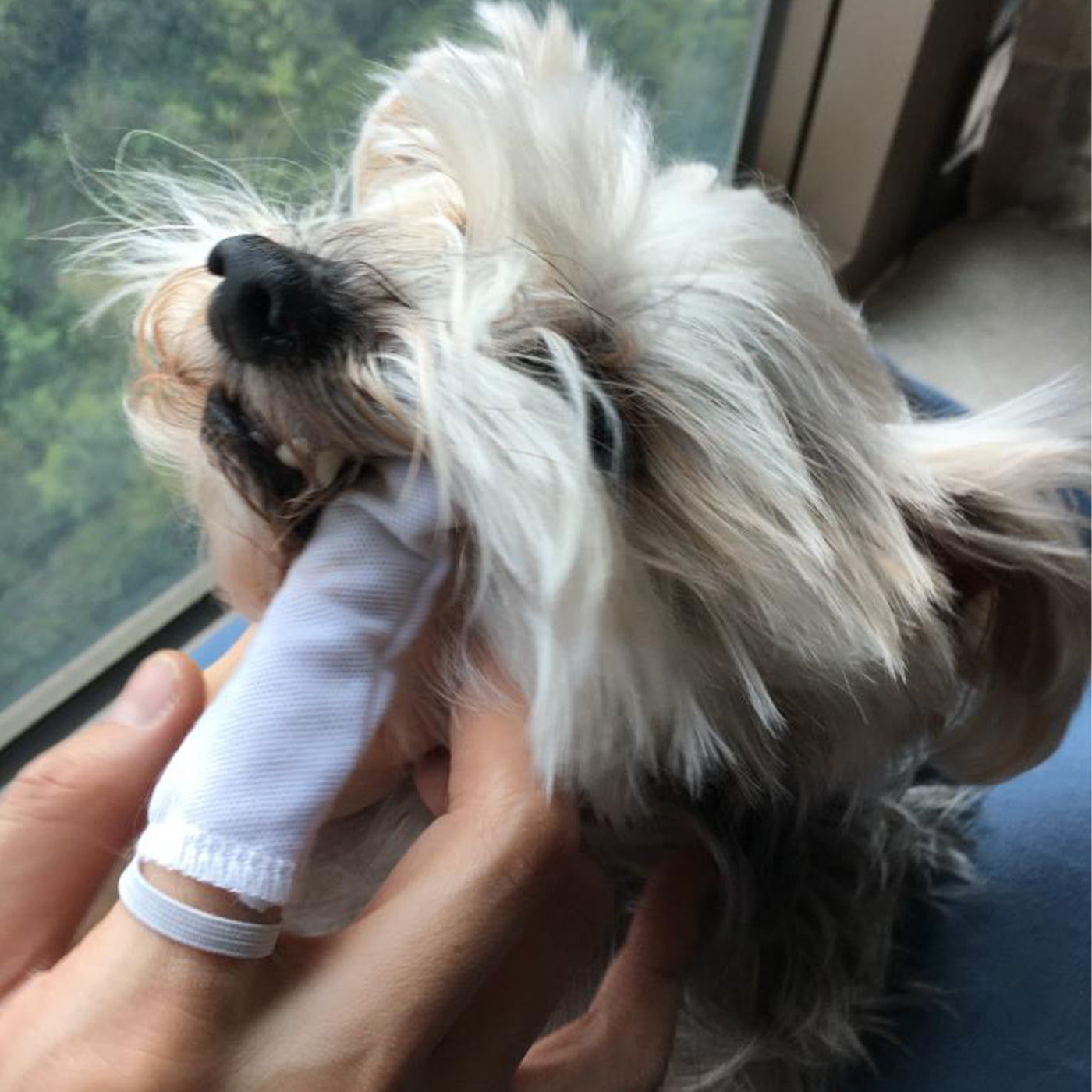 Avent and Walton Cotton Pet Dental Finger Brush - Size: 10-Piece Set