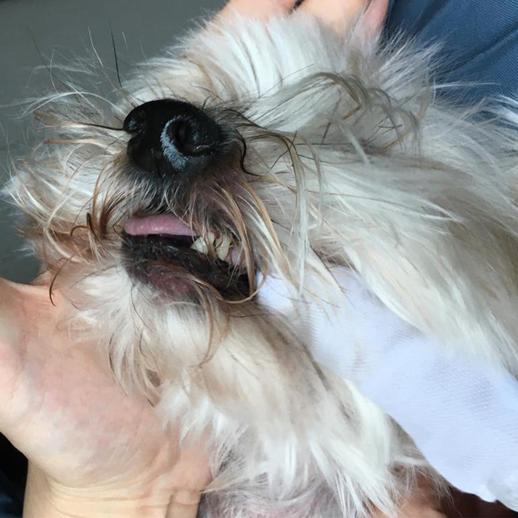 Avent and Walton Cotton Pet Dental Finger Brush - Size: 30-Piece Set